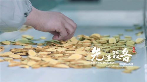 天芪生物科技賦能，子洲黃芪工業提取煥新傳承